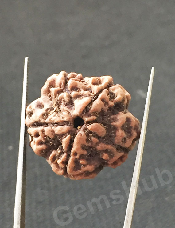 5 Mukhi Natural Certified Rudraksha Size- 22.3 mm Premium Quality